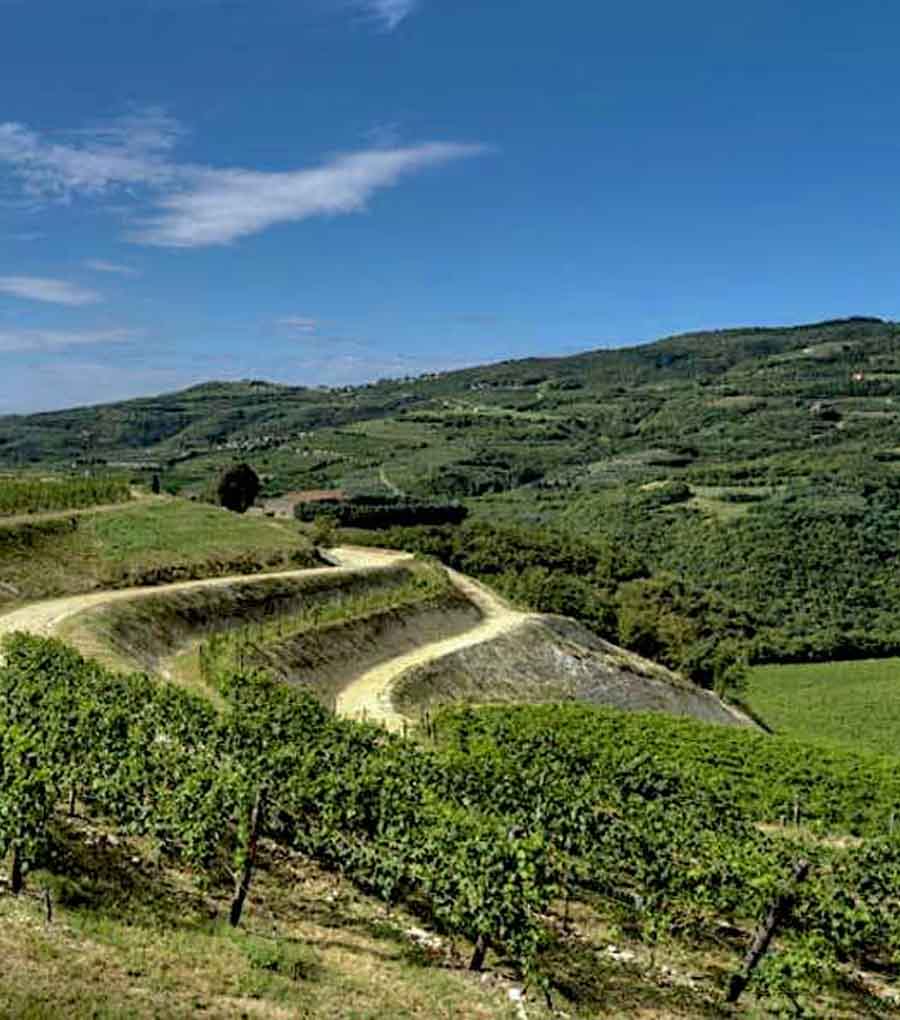 Tenutefalezza wineyards 900x1020pix Tenute Falezza Wineyards